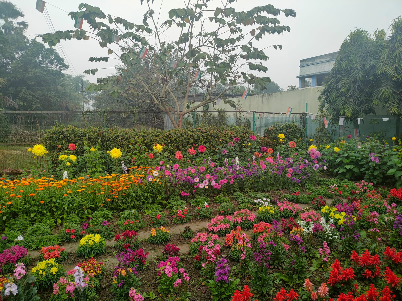 School Garden